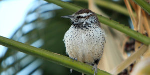 Read more about the article Palmetto palms and wrens